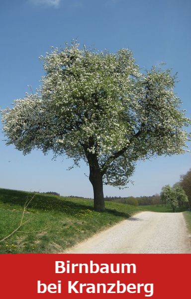 Birnbaum bei Kranzberg